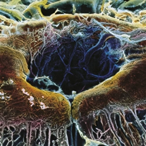 Visual system, Eye, Retina under microscope