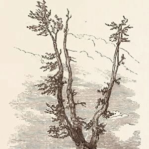 THE WELLINGTON TREE ON THE FIELD OF WATERLOO. Battle of Waterloo, a battle fought near Waterloo