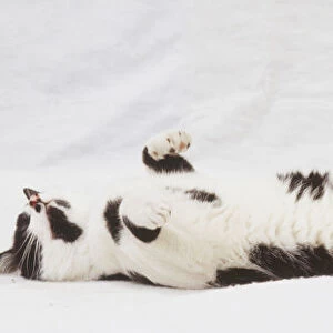 White Cat with black spots (Felis catus) lying on its back, side view