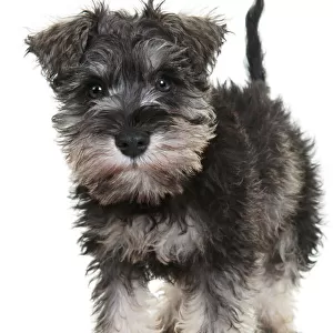Adorable schnauzer puppy looking at the camera on a white backdrop