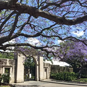 Bare tree trunks and Jacanda trees in flower outside a sandstone wall and Victorian entrance gateway
