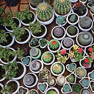 Cacti, Da Lat market, Dalat