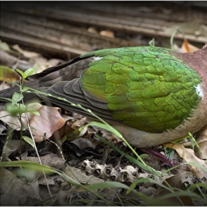 Doves Collection: Pacific Emerald Dove