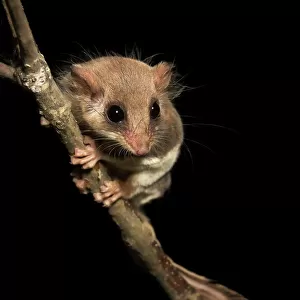 Acrobatidae Collection: Feathertail Glider
