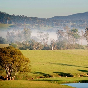 First light, countryside near Eden, New South Wales, Australia