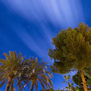 Pines and palm trees in the night