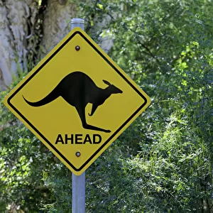 Warning sign, Kangaroo, Wilsons Promontory National Park, Victoria, Australia