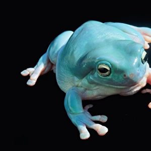 Whites Treefrog or Blue Frog in North & East Australia