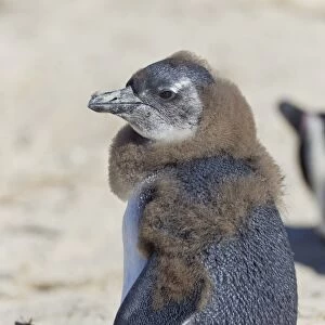 African penguin or Black-footed penguin -Spheniscus demersus-, chick, at the Boulders Colony, Cape Town, South Africa
