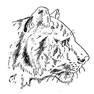 Antique childrens book comic illustration: Tiger profile