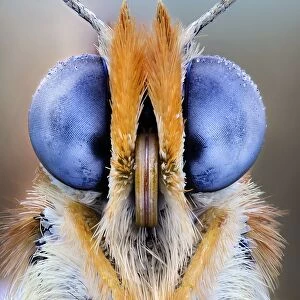 Butterfly eyes, close up