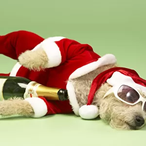 Champagne and Shades Santa Dog