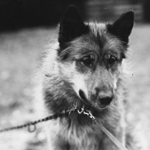 Dog Chosen As Team Leader For Sir Ernest Shackletons Trans-Antarctic Expedition