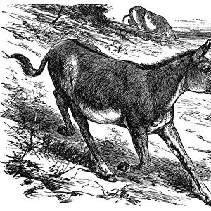 Donkey or Ass (equus hemionus)