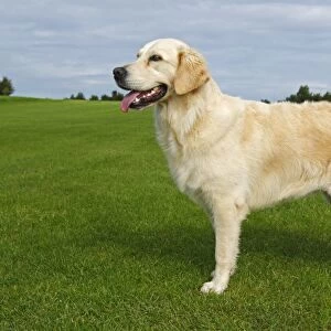 Female Golden Retriever -Canis lupus familiaris-, two-year old dog