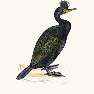 Green Cormorant bird