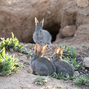 Group of little rabbits playing near his den and watched her mother port ( Species Oryctolagus cuniculus. )
