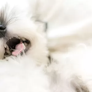 Happy Miniature Schnauzer lying on a bed