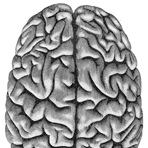 Human brain anatomy engraving 1857