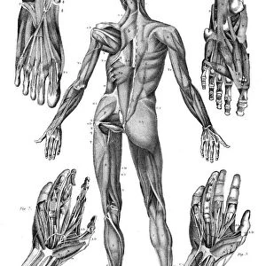 Human muscles anatomy engraving 1878