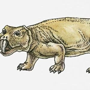 Illustration of a Scaphonyx, type of rynchosaur, Triassic period