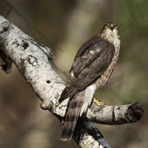 Juvenile sharp-shinned hawk in late October