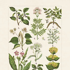 Medicinal and useful plants, chromolithograph, published in 1900