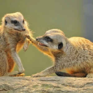 Meerkats -Suricata suricatta- arguing