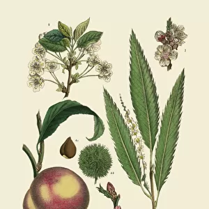 Nut and Fruit Trees of the Garden, Victorian Botanical Illustration