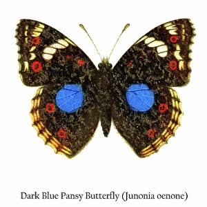 Old chromolithograph illustration of Dark Blue Pansy Butterfly (Junonia oenone)
