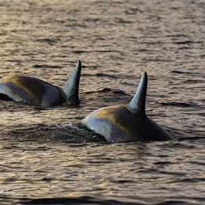 Orcas in the morning light