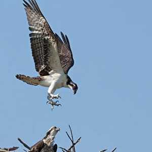 Osprey comes to nest