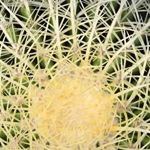 Overhead View of a Mother-in-laws Chair (Echinocactus grusonii)