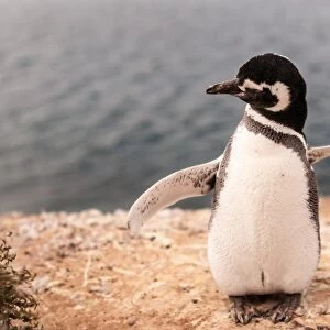 Penguin in Peninsula ValdA s, Patagonia Argentina