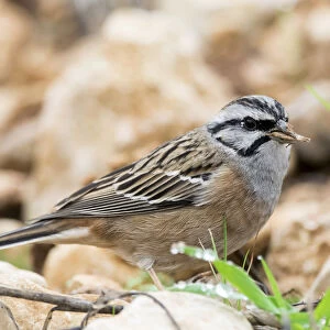 Rock Bunting (Emberiza cia) male, The first plane of the bird with dry seeds bitten in the beak. Spain, Europe