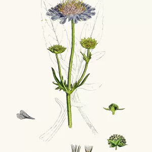 Scabiosa plant scientific illustration