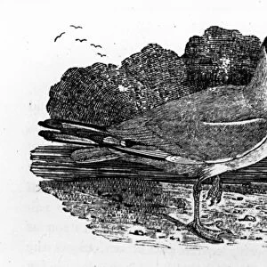 Black-Headed Gull, illustration from A History of British Birds by Thomas Bewick