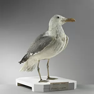 Laridae Collection: Lesser Black Backed Gull