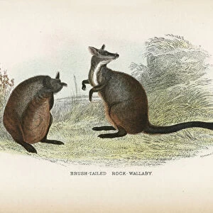 Macropodidae Collection: Brush-tailed Rock Wallaby
