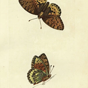 Dark green fritillary, Argynnis aglaia (Charlotte butterfly, Papilio charlotta). Handcoloured copperplate engraving by James Sowerby from The British Miscellany, or Coloured figures of new, rare, or little known animal subjects