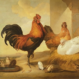 Domestic Cock, Hens and Chicks, 1655 (oil on canvas)