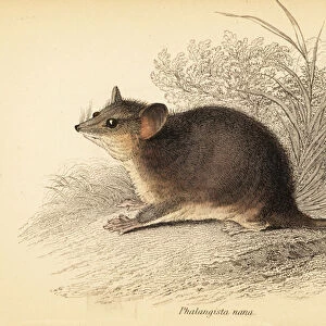 Mammals Framed Print Collection: Burramyidae