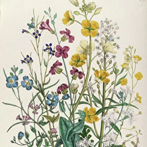 Forget-me-nots and Buttercups, plate 13 from The Ladies Flower Garden