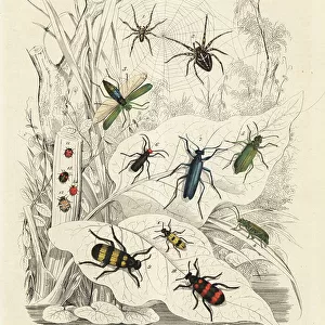 Beetle Collection: Spider Beetles