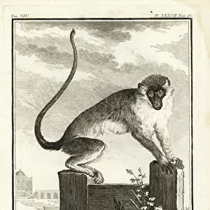 Cercopithecidae Metal Print Collection: Grivet Monkey