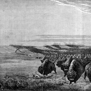 A huge gathering of bison crosses the meadow in the Missouri Valley, 1867