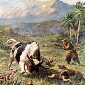 Hunting Wild Cattle in Haiti