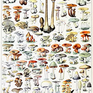 Illustration of Mushrooms c. 1923 (litho)