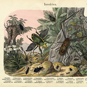Beetle Collection: Carrion Beetles