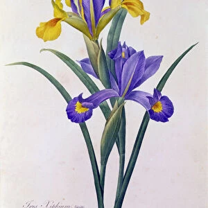 Iris Xiphium (coloured engraving)